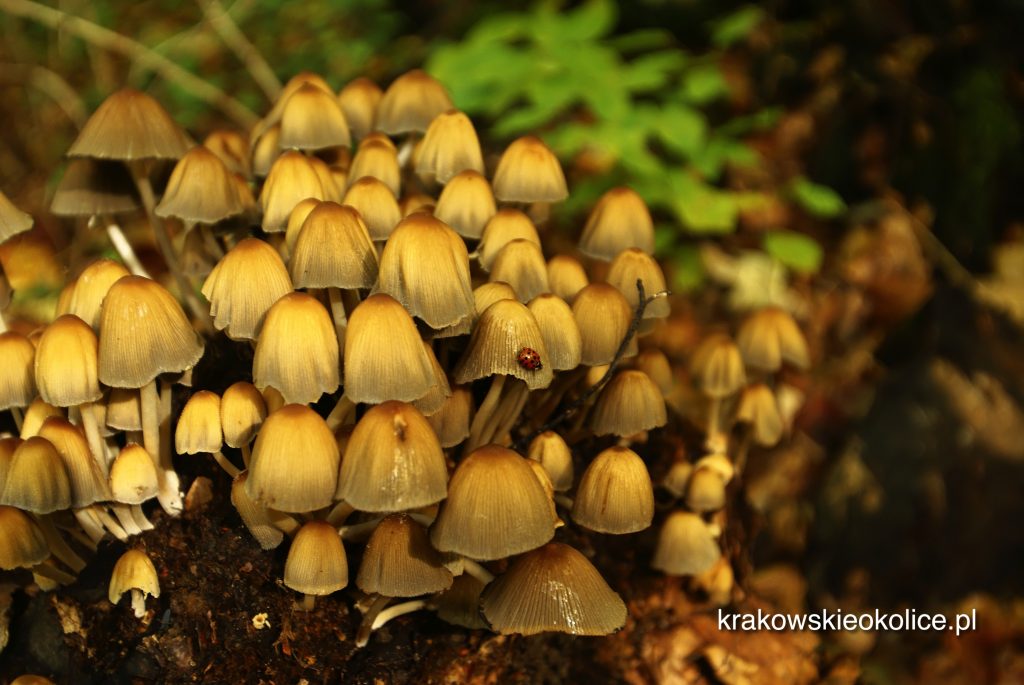 Kolonia grzybów w dolinie Racławki