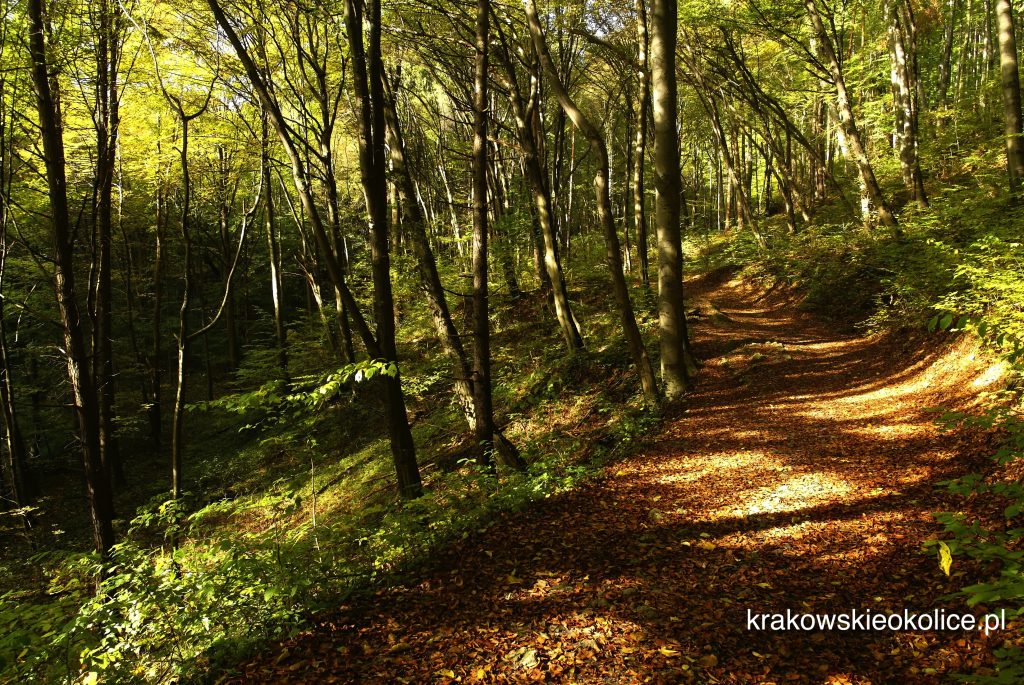 Szlak rowerem i piszo dolina racławki